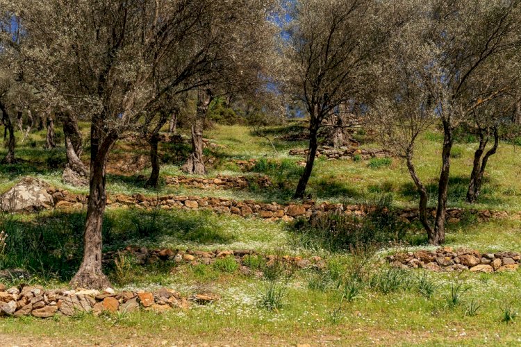 Köylüler Asırlık Zeytin Ağaçlarını Korumak İçin Dava Açtı