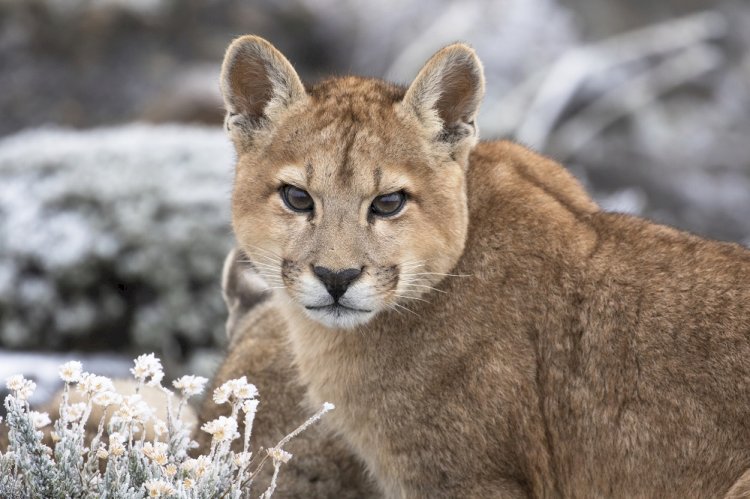 Dünyanın Sonundaki Pumalar: Yeniden Doğuş National Geographic WILD’da