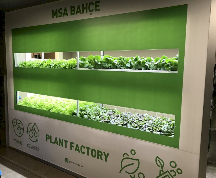 MSA ve Plant Factory   dikey tarımda bir ilke imza atıyor