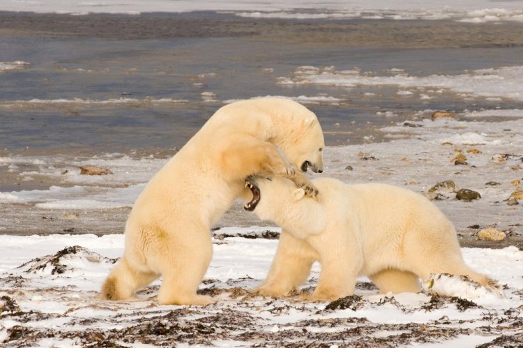 Kutup Ayılarının Dünyası National Geographic WILD Ekranlarında