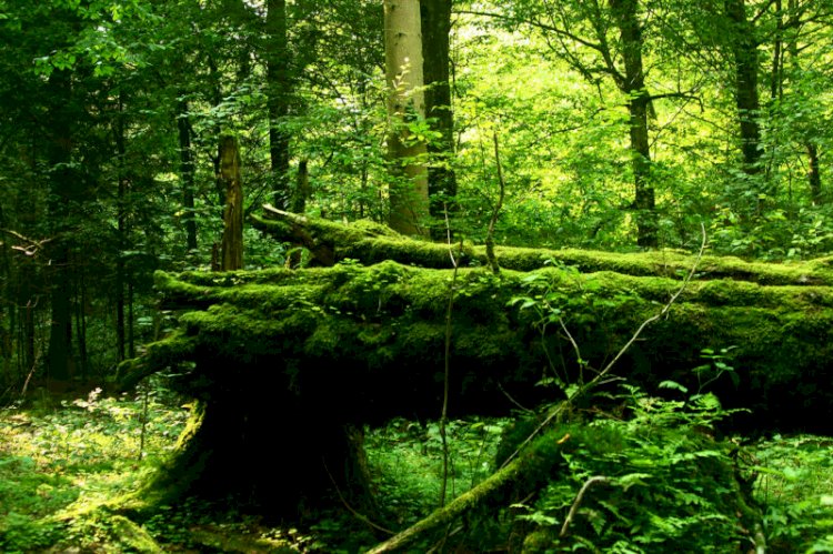 Ormandaki Akıllı Yaşam