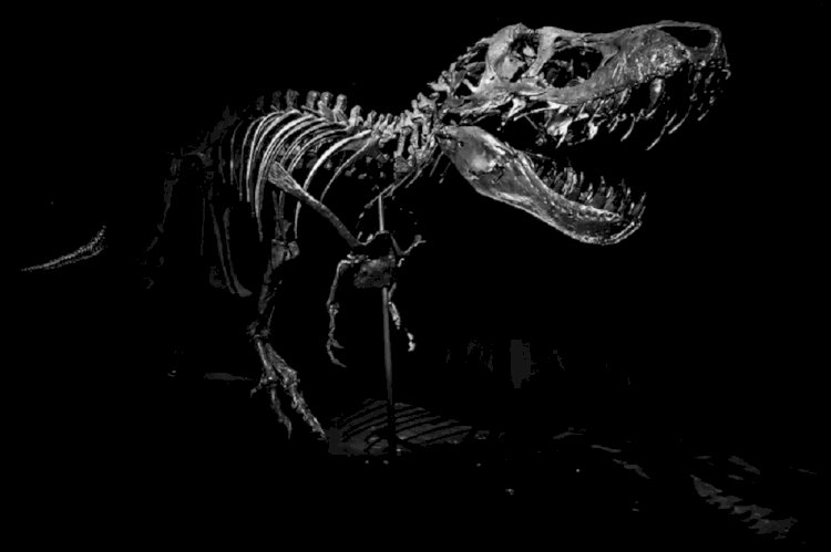 Şimdiye Kadar Satılan En Pahalı T. rex Fosili, Sonunda Bulundu