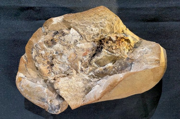 380 Milyon Yıllık, Bilinen En Eski Kalp Keşfedildi