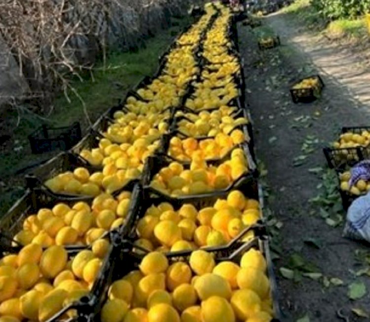 Deprem Bölgesindeki Üreticilere   Metro Türkiye’den 4.000 Ton Meyve Sebze Alım Desteği