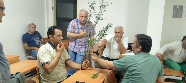 Türkiye'nin geleceği zeytin ağacının bilimsel hikayesi! - 2