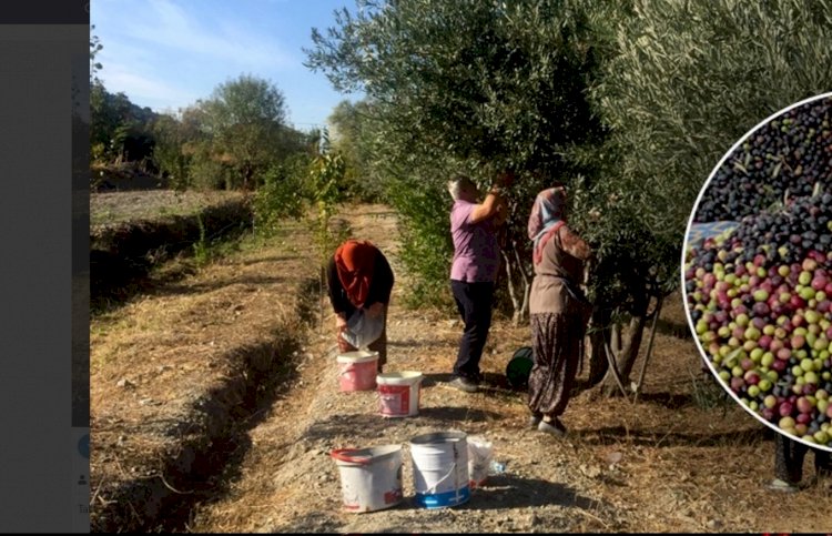 Çorum'un bu ilçesinde girişimci kadınlar zeytinyağı üretiyor