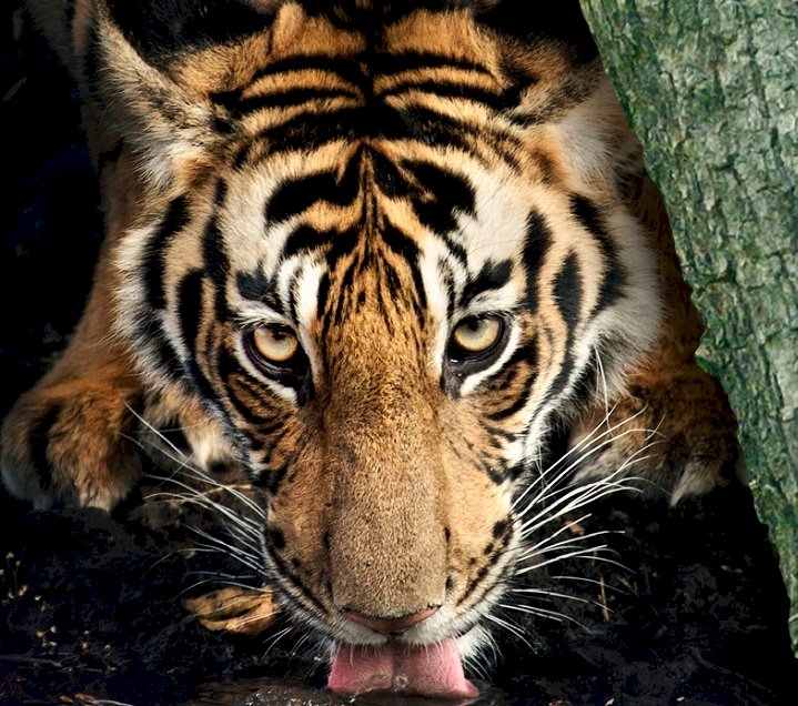 “Büyük Kediler” Ayı National Geographic WILD’da Başlıyor