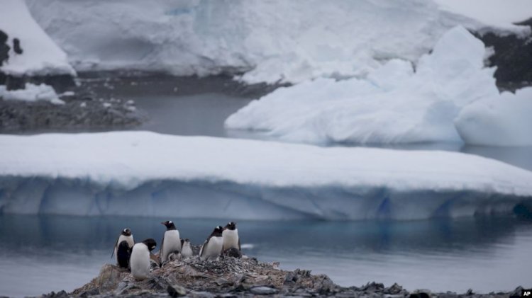 Antarktika’da Tarihin En Yüksek Sıcaklık Rekoru Kırıldı