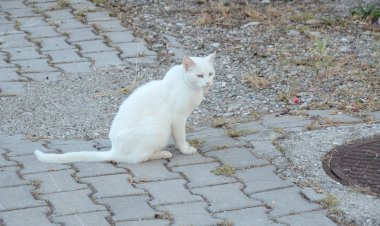Sokak Kedilerine de Bir Gariplik Var!