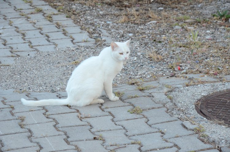 Sokak Kedilerine de Bir Gariplik Var!