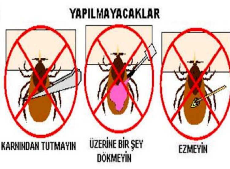 Aile Hekimleri Kenelere Karşı Uyarıyor...