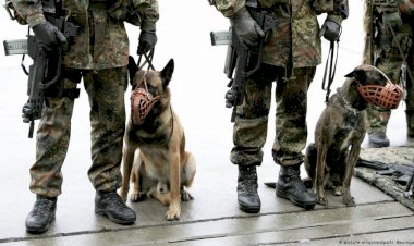 Köpekler koronanın kokusunu alıyor