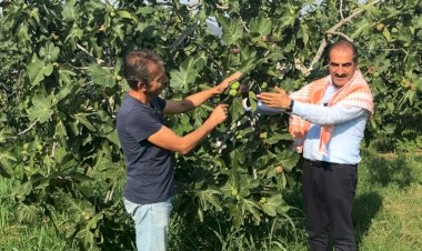 Siyah incir ihracatı 30 Temmuz’da başlıyor