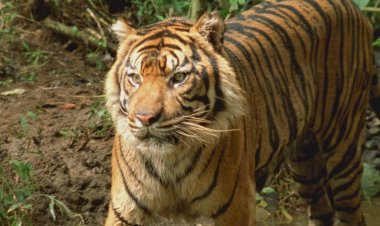 Ekvator’un Vahşi Sırları National Geographic WILD Ekranlarında