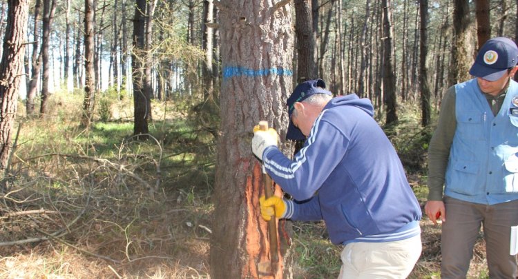 Reçinede Dışa Bağımlılığı Azaltacak Eylem Plan