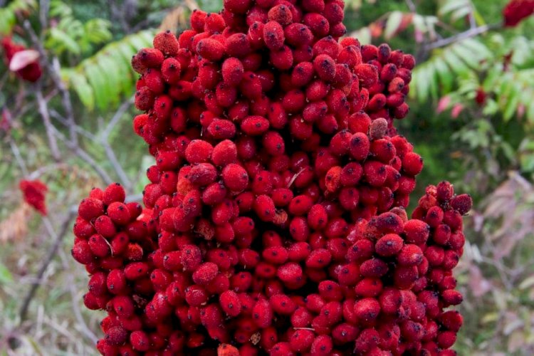 Sofranızdan eksik etmeyin! DNA’yı güçlendiriyor, kansere karşı kalkan oluyor