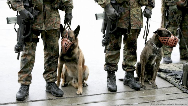 Köpekler koronanın kokusunu alıyor