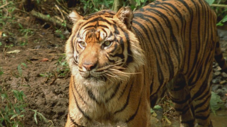 Ekvator’un Vahşi Sırları National Geographic WILD Ekranlarında