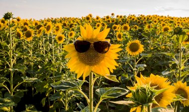 Samsung’dan Dünya Fotoğrafçılık Günü’ne Özel Challenge!