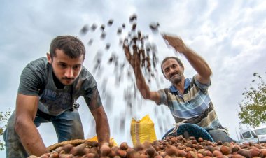 “Fındık Üretimi, İklim Krizinden Derinden Etkileniyor”