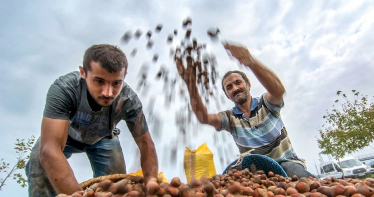 “Fındık Üretimi, İklim Krizinden Derinden Etkileniyor”