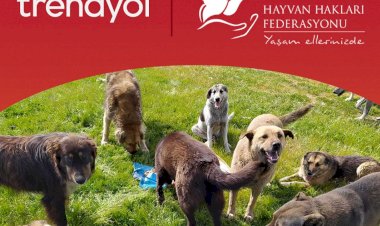 Trendyol ve Haytap sahipsiz dostlarımıza mama ulaştıracak