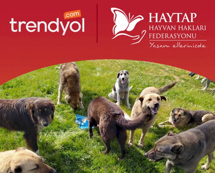Trendyol ve Haytap sahipsiz dostlarımıza mama ulaştıracak