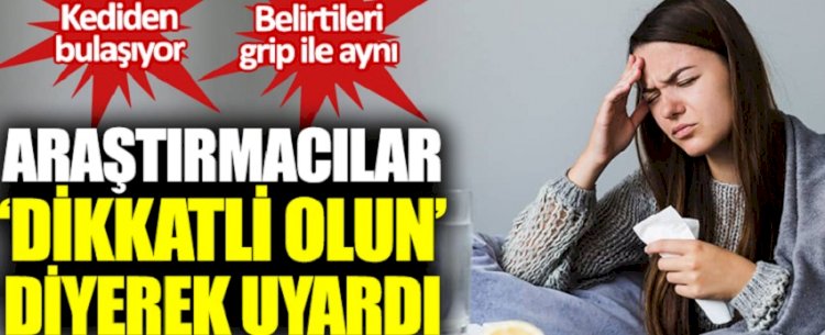Araştırmacılar ‘dikkatli olun’ diyerek uyardı. Kediden insana bulaşıyor. Belirtileri grip ile aynı