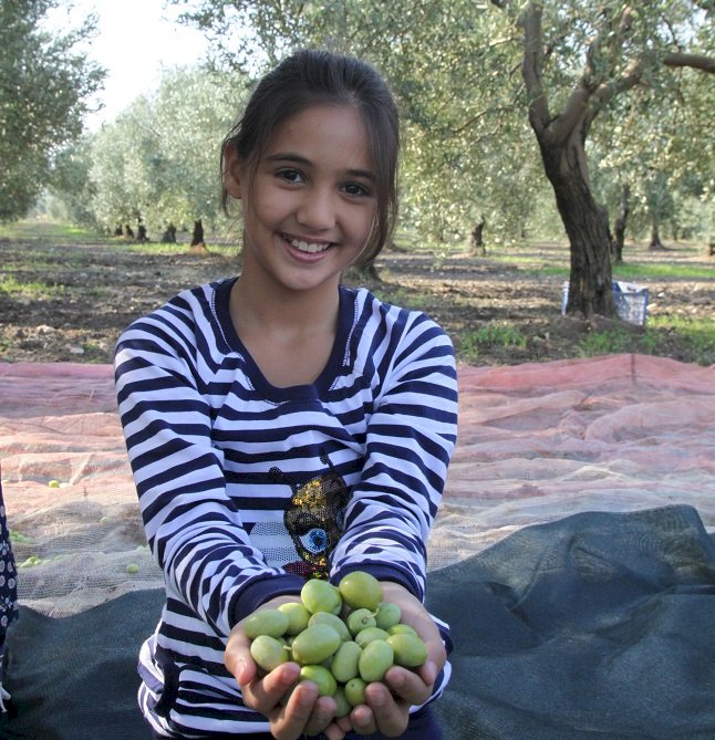 Sofralık zeytin ihracatında rekor