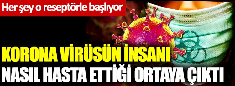 Korona virüsün insanı nasıl hasta ettiği ortaya çıktı! Her şey o reseptörle başlıyor