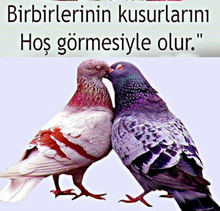 Süleyman (a.s) ile Doğan Kuşu