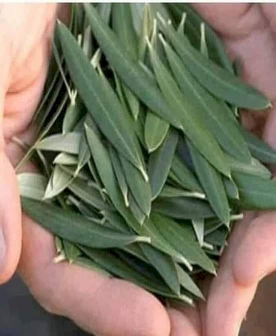ZEYTİN YAPRAĞI