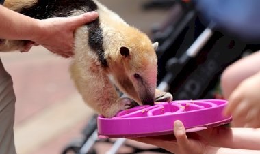 Egzotik Hayvanların Merak Edilen Dünyası Tampa'nın Sırları National Geographic WILD Ekranlarında