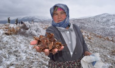 Torosların Süsü Sedir Ağacı Tohumları Toprakla Buluştu