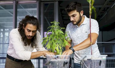 Bitkiler büyürken elektrik üretilebilecek