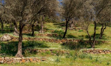 Köylüler Asırlık Zeytin Ağaçlarını Korumak İçin Dava Açtı