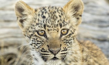 Vahşi Krallık Yeni Sezonuyla National Geographic WILD’da