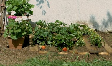 Evde mini hobi bahçesi hazırlamanın püf noktaları