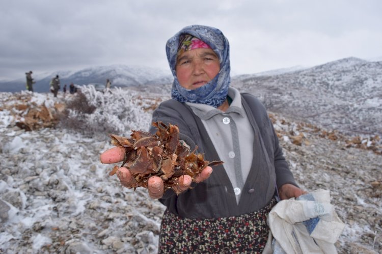 Torosların Süsü Sedir Ağacı Tohumları Toprakla Buluştu