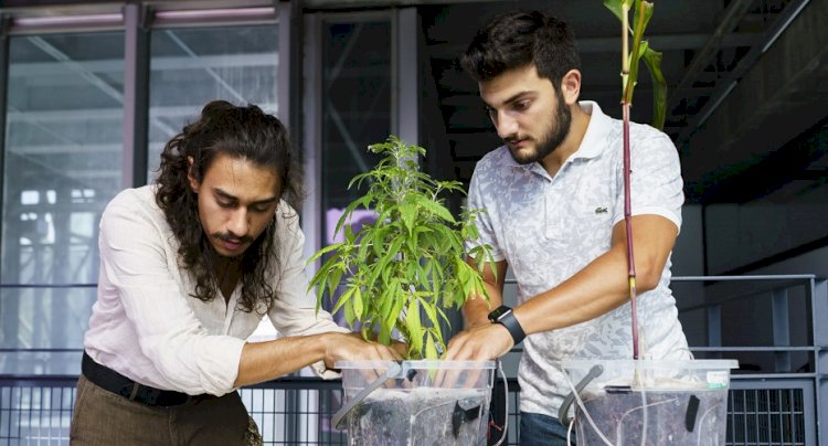 Bitkiler büyürken elektrik üretilebilecek
