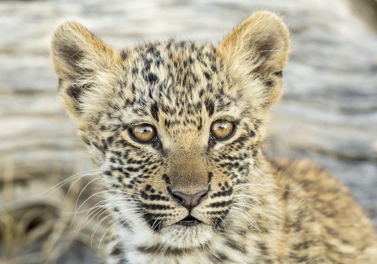 Vahşi Krallık Yeni Sezonuyla National Geographic WILD’da