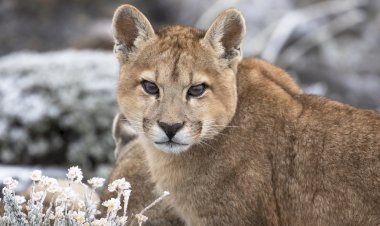 Dünyanın Sonundaki Pumalar: Yeniden Doğuş National Geographic WILD’da