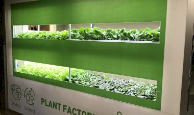 MSA ve Plant Factory   dikey tarımda bir ilke imza atıyor