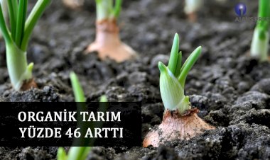 ORGANİK TARIM YÜZDE 46 ARTTI