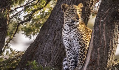 Yeşim Gözlü Leopar National Geographic WILD Ekranlarında