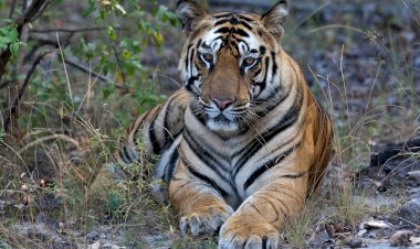Taru’nun Kaplan Kraliçesi National Geographic WILD Ekranlarında