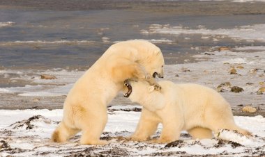 Kutup Ayılarının Dünyası National Geographic WILD Ekranlarında