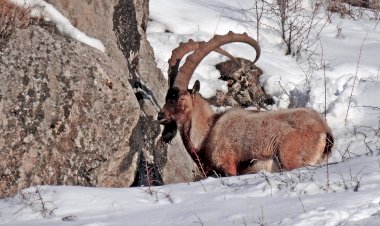 3 Mart Dünya Yaban Hayatı Günü’nde 234 Sivil Toplum Kuruluşundan Açıklama