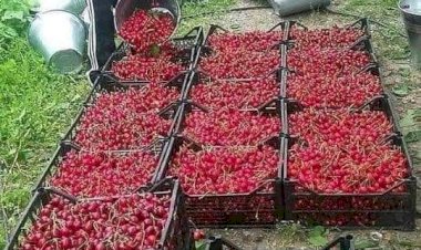 ÇEKİRDEKLERİ ÇÖP TORBASINA KOYMAYIN !!!