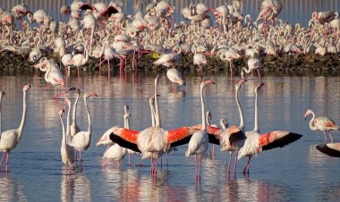 İzmir’in yavru flamingoları dünyaya gözlerini açtı